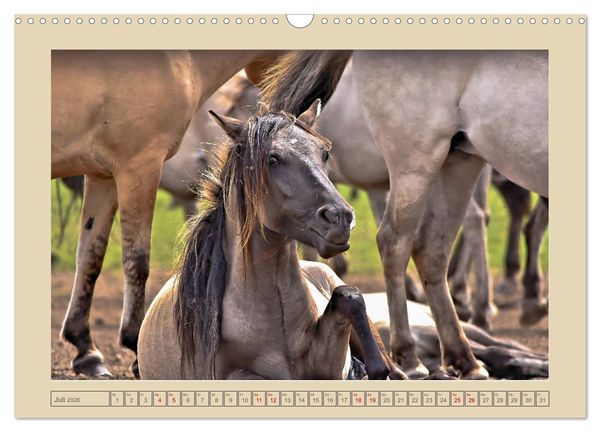Produktbild: D&uuml;lmener Wildpferde im M&uuml;nsterland (Wandkalender 2026 DIN A3 quer), CALVENDO Monatskalender