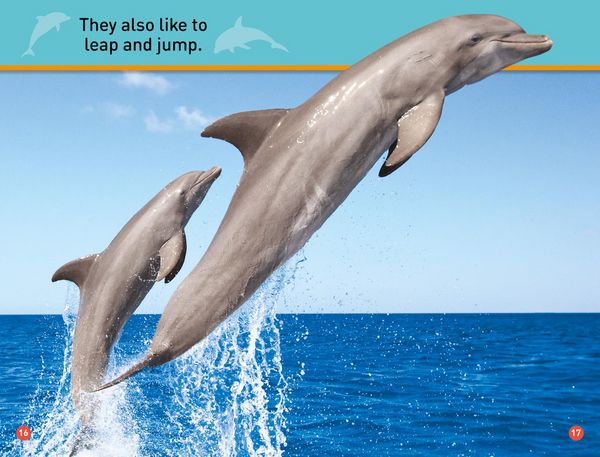Produktbild: Dive, Dolphin!