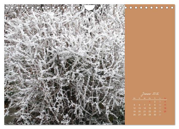 Produktbild: Gartentr&auml;ume (Wandkalender 2026 DIN A4 quer), CALVENDO Monatskalender