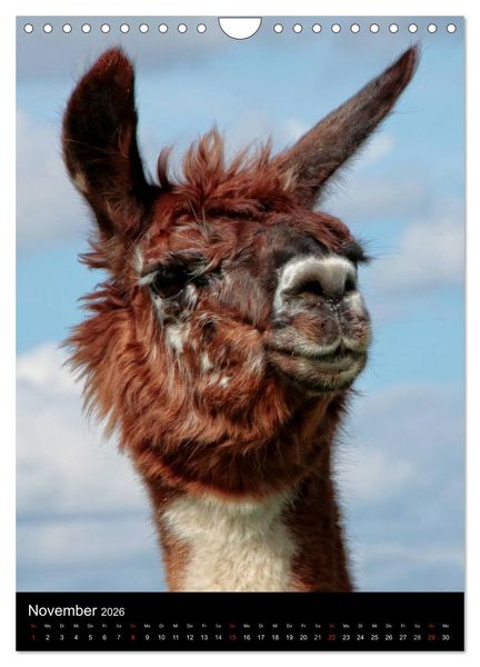 Produktbild: LAMAS (Wandkalender 2026 DIN A4 hoch), CALVENDO Monatskalender
