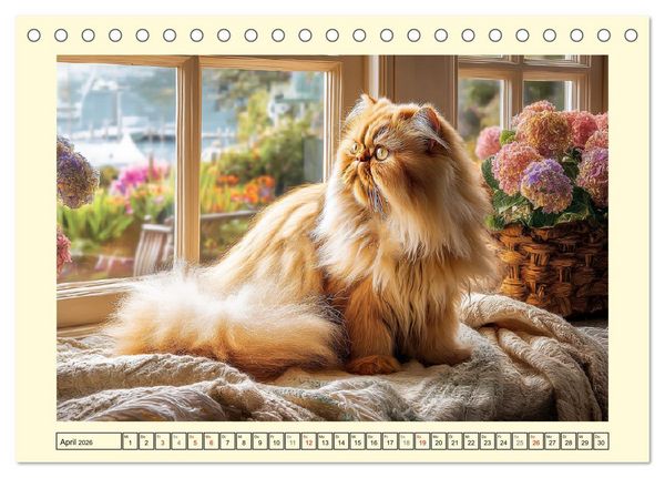 Produktbild: Perserkatzen. Zauberhaft, sanft, anh&auml;nglich und wundersch&ouml;n (Tischkalender 2026 DIN A5 quer), CALVENDO Monatskalender