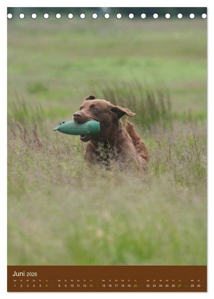 Produktbild: Chesapeake Bay Retriever 2026 (Tischkalender 2026 DIN A5 hoch), CALVENDO Monatskalender