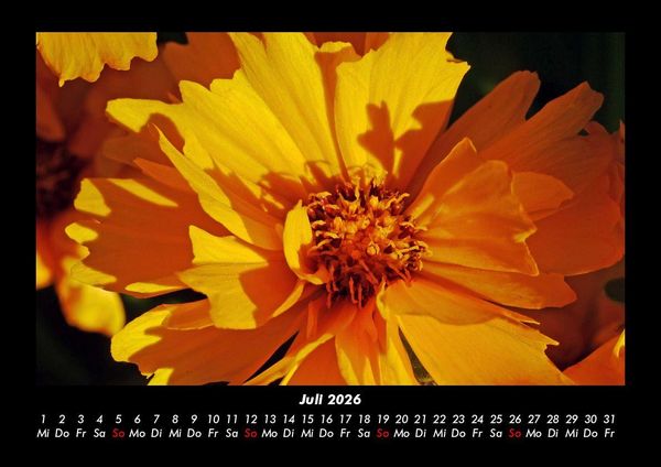 Produktbild: Blumentr&auml;ume 2026 Fotokalender DIN A3