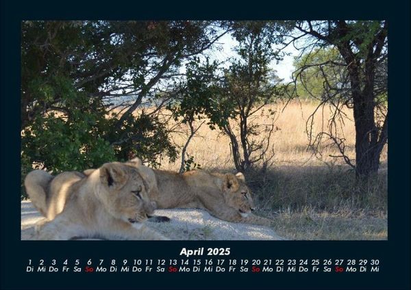 Produktbild: B&auml;ume 2025 Fotokalender DIN A4