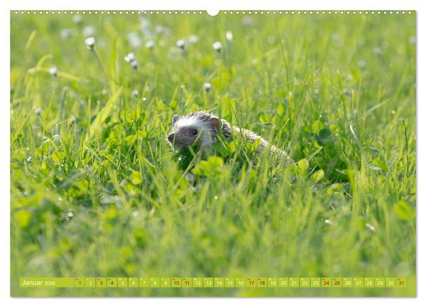 Produktbild: Atelerix - Afrikanische Wei&szlig;bauchigel (hochwertiger Premium Wandkalender 2026 DIN A2 quer), Kunstdruck in Hochglanz