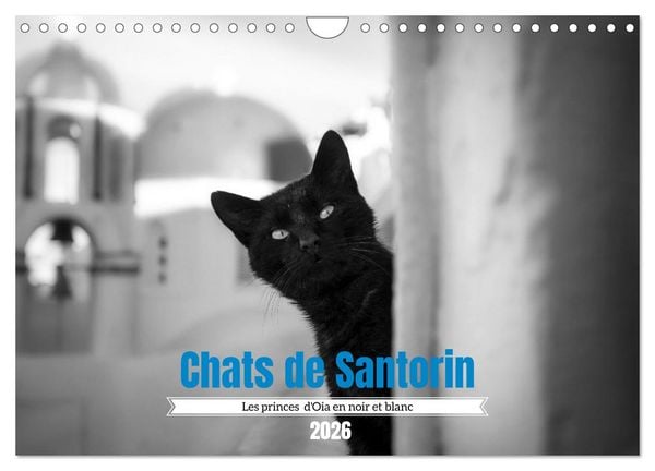 Produktbild: Chats de Santorin - Les princes d'Oia en noir et blanc (Calendrier mural 2026 DIN A4 vertical), CALVENDO calendrier mensuel