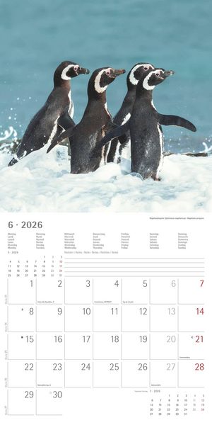 Pinguine 2026 - Broschürenkalender 30x30 cm (30x60 geöffnet) - Kalender mit Platz für Notizen - Penguins - Bildkalender - Wandplaner - Wandkalender