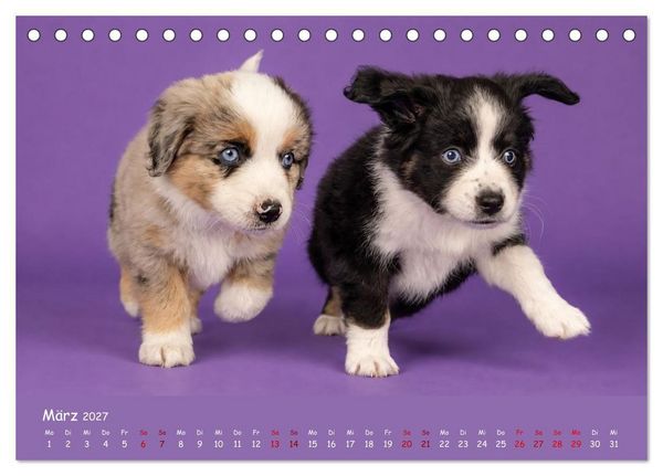 Produktbild: Mini Australian Shepherd, eine ganz besondere Rasse (Tischkalender 2027 DIN A5 quer), CALVENDO Monatskalender