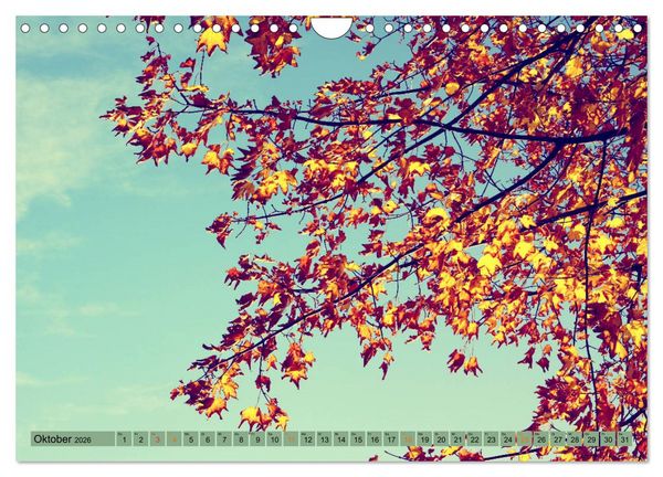 Produktbild: Focus Natur (Wandkalender 2026 DIN A4 quer), CALVENDO Monatskalender
