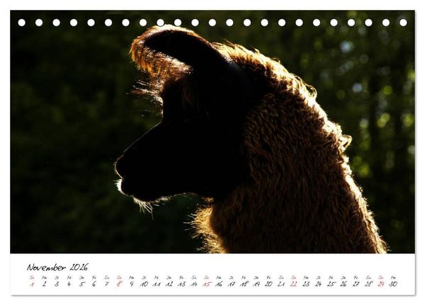 Produktbild: DIE LAMAS VON DER LAHN (Tischkalender 2026 DIN A5 quer), CALVENDO Monatskalender
