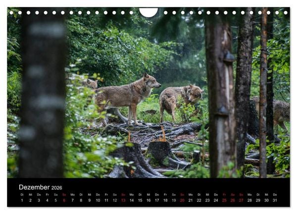 Produktbild: Bayerischer Wald (Wandkalender 2026 DIN A4 quer), CALVENDO Monatskalender