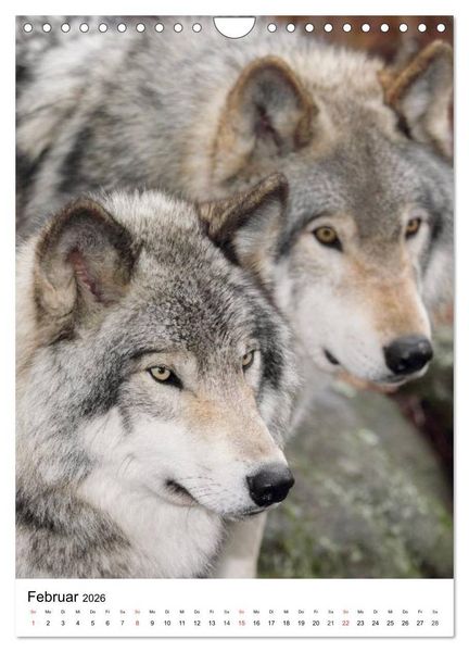Produktbild: Wolf-Gesichter (Wandkalender 2026 DIN A4 hoch), CALVENDO Monatskalender