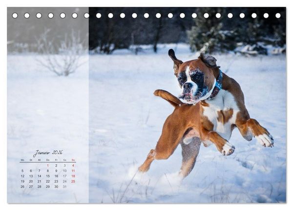 Produktbild: Deutscher Boxer 2026 (Tischkalender 2026 DIN A5 quer), CALVENDO Monatskalender