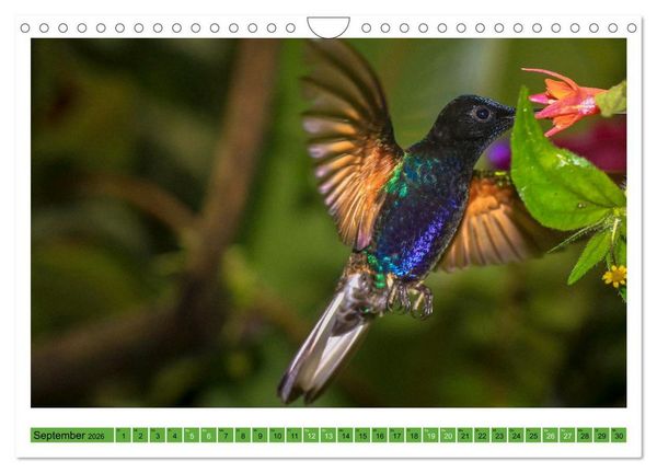 Produktbild: Kolibris; Anmut, Sch&ouml;nheit, Farben (Wandkalender 2026 DIN A4 quer), CALVENDO Monatskalender