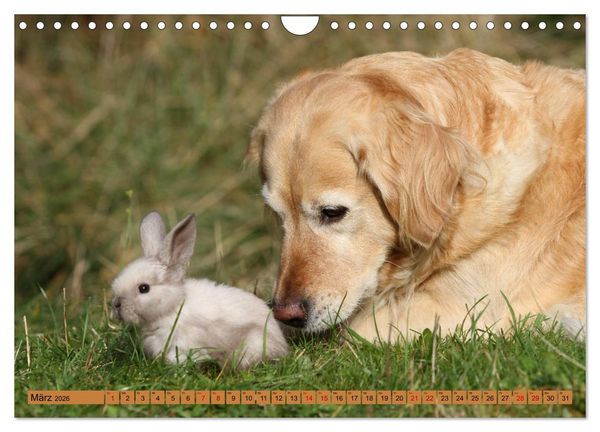 Produktbild: Tierkinder klein und s&uuml;&szlig; (Wandkalender 2026 DIN A4 quer), CALVENDO Monatskalender