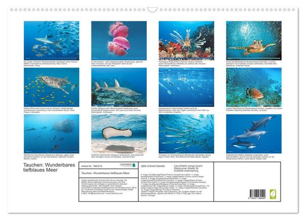 Produktbild: Tauchen: Wunderbares tiefblaues Meer (Wandkalender 2026 DIN A2 quer), CALVENDO Monatskalender