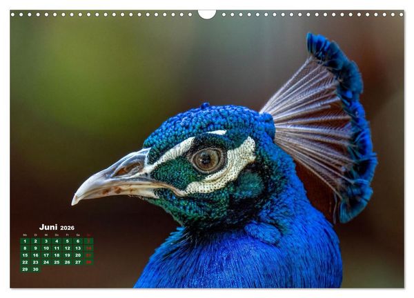 Produktbild: Tropische V&ouml;gel Costa Ricas (Wandkalender 2026 DIN A3 quer), CALVENDO Monatskalender