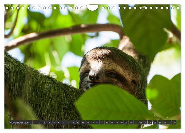 Produktbild: COSTA RICA - PURA VIDA (Wandkalender 2026 DIN A4 quer), CALVENDO Monatskalender