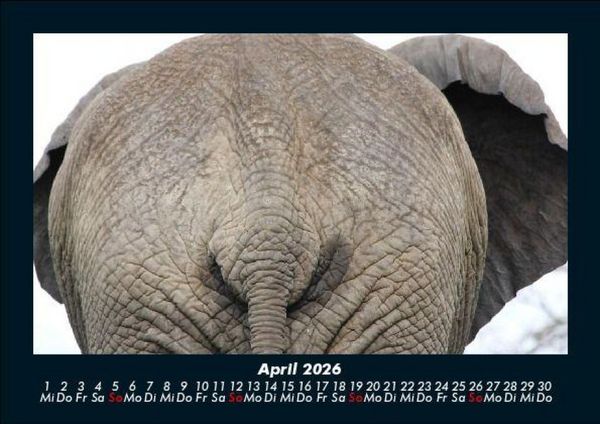 Produktbild: Tiere im Zoo 2026 Fotokalender DIN A5