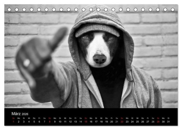 Produktbild: H&uuml;tehunde (Tischkalender 2026 DIN A5 quer), CALVENDO Monatskalender