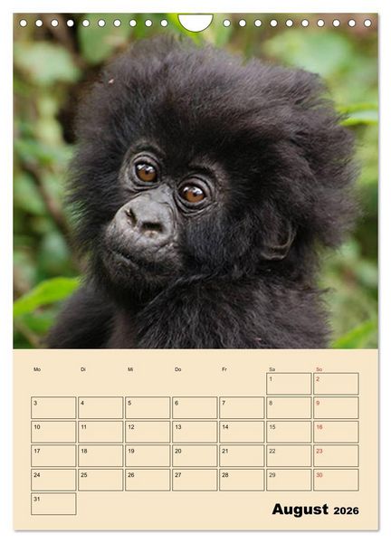 Produktbild: Gorillas (Wandkalender 2026 DIN A4 hoch), CALVENDO Monatskalender