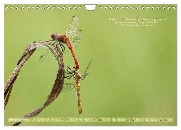 Produktbild: Frankens Insekten (Wandkalender 2026 DIN A4 quer), CALVENDO Monatskalender