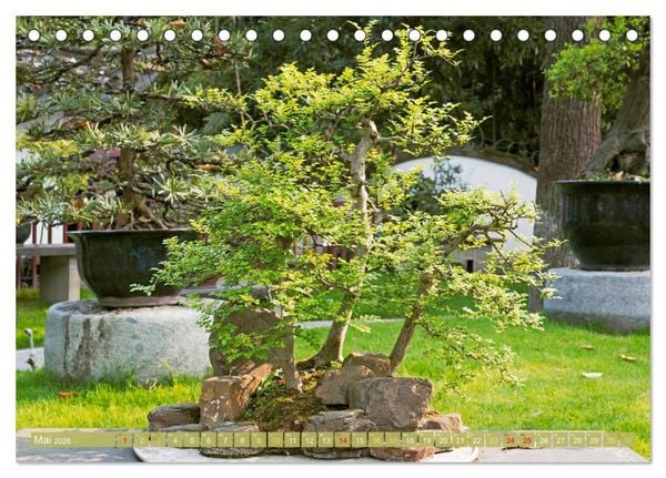 Produktbild: Gartenkunst aus Japan: Bonsai (Tischkalender 2026 DIN A5 quer), CALVENDO Monatskalender