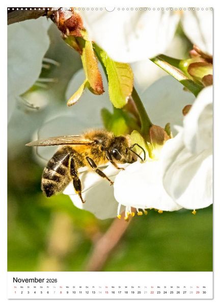 Produktbild: BIENEN - Kleine N&uuml;tzlinge ganz nah (hochwertiger Premium Wandkalender 2026 DIN A2 hoch), Kunstdruck in Hochglanz