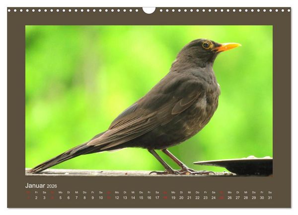 Produktbild: Vogelportr&auml;ts - Heimische V&ouml;gel auf meinem Balkon (Wandkalender 2026 DIN A3 quer), CALVENDO Monatskalender