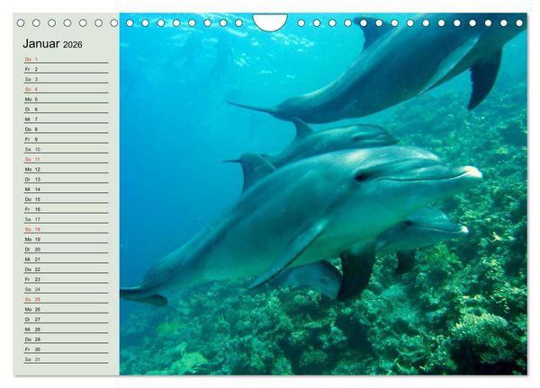 Produktbild: Leben in den Weltmeeren. Delfine, Wale und Haie (Wandkalender 2026 DIN A4 quer), CALVENDO Monatskalender