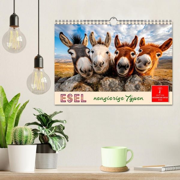 Produktbild: Esel - neugierige Typen (Wandkalender 2026 DIN A4 quer), CALVENDO Monatskalender