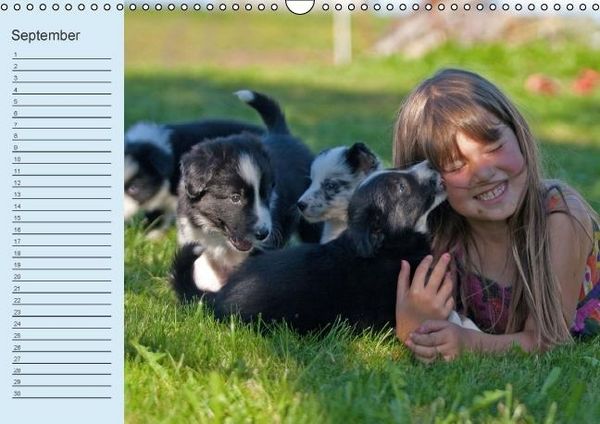 Produktbild: Der Border Collie Geburtstagskalender (Wandkalender immerw&auml;hrend DIN A3 quer)