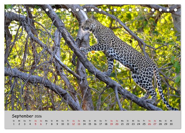 Produktbild: Leoparden - gro&szlig; und klein (Tischkalender 2026 DIN A5 quer), CALVENDO Monatskalender