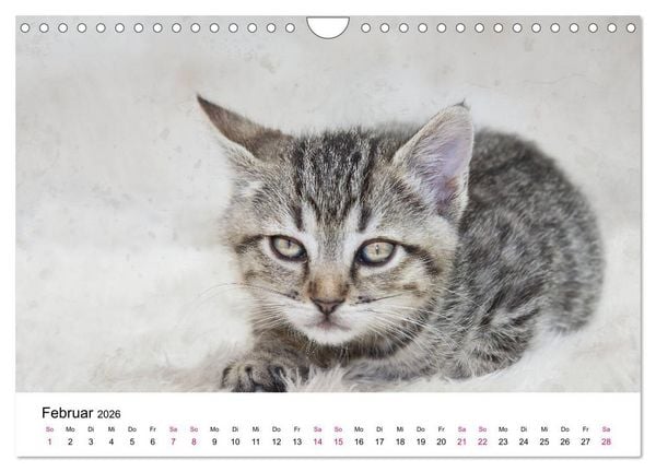 Produktbild: Katzenjahr 2026 (Wandkalender 2026 DIN A4 quer), CALVENDO Monatskalender