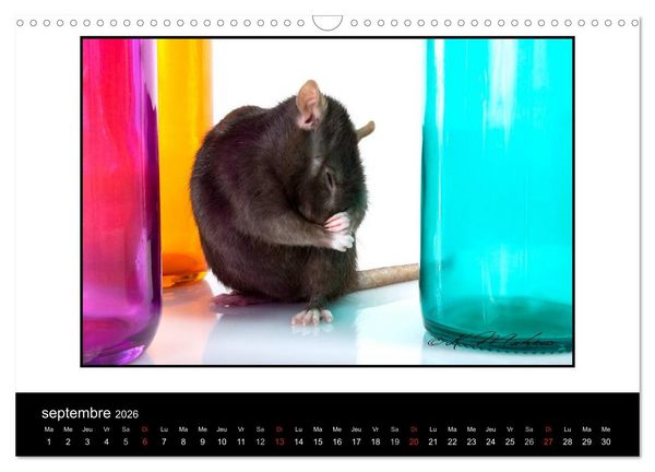 Produktbild: Ratte Ouille (Calendrier mural 2026 DIN A3 vertical), CALVENDO calendrier mensuel
