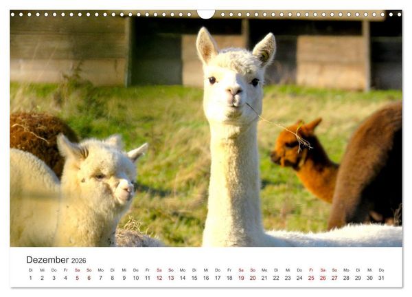 Produktbild: Lamas und Alpakas - Die weichen Neuweltkamele. (Wandkalender 2026 DIN A3 quer), CALVENDO Monatskalender