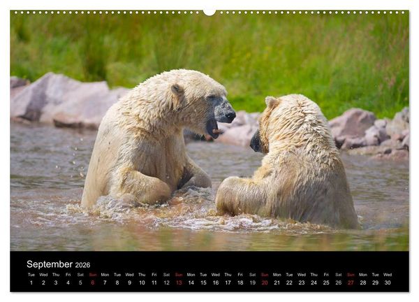Produktbild: POLAR BEARS - ARCTIC LEGENDS (High Quality Premium Wall Calendar 2026 DIN A2 landscape),CALVENDO 12 Month Wall Calendar
