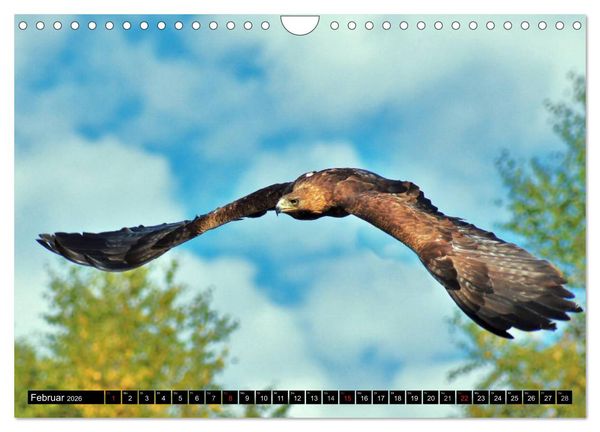 Produktbild: Flugk&uuml;nstler unter unserem Himmel - Spektakul&auml;re Aufnahmen von Uhu,Kr&auml;he,Graugans und Co (Wandkalender 2026 DIN A4 quer), CALVENDO Monatskalender