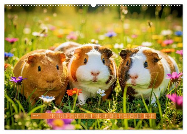 Produktbild: Kleine s&uuml;&szlig;e Meerschweinchen (Wandkalender 2027 DIN A2 quer), CALVENDO Monatskalender
