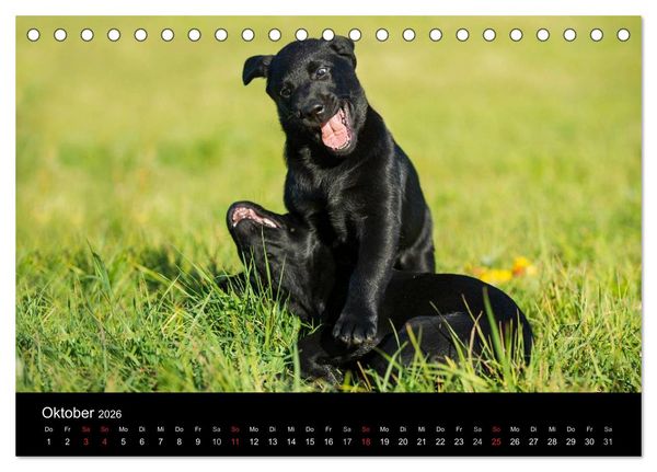 Produktbild: Labrador Retriever 2026 (Tischkalender 2026 DIN A5 quer), CALVENDO Monatskalender