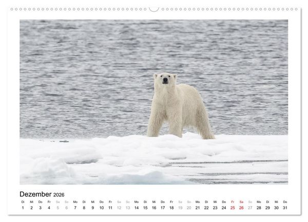 Produktbild: Fauna arctica (Wandkalender 2026 DIN A2 quer), CALVENDO Monatskalender