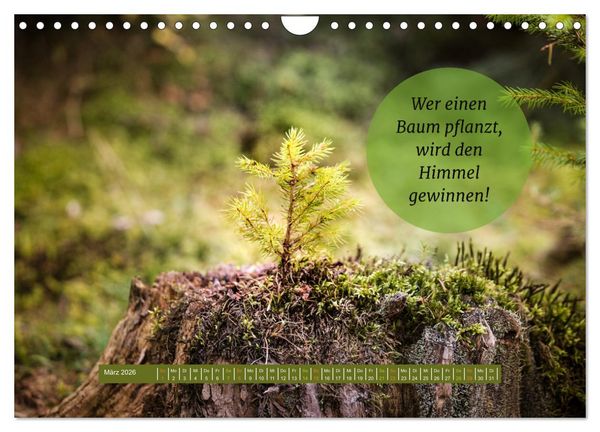 Produktbild: WALD Erholung pur (Wandkalender 2026 DIN A4 quer), CALVENDO Monatskalender