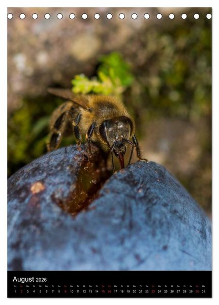 Produktbild: Bienen (Tischkalender 2026 DIN A5 hoch), CALVENDO Monatskalender