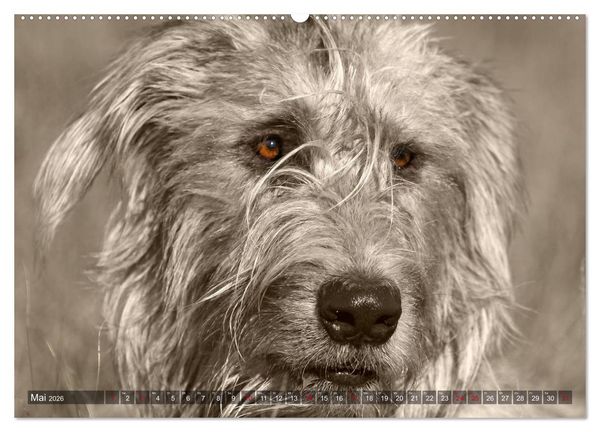 Produktbild: Windhunde eye-catcher (Wandkalender 2026 DIN A2 quer), CALVENDO Monatskalender