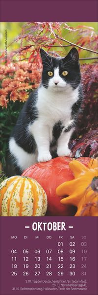 Produktbild: Katzen Lesezeichen & Kalender 2027