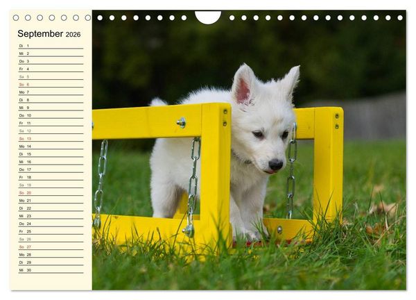 Produktbild: Wei&szlig;er Schweizer Sch&auml;ferhund - Ein Tag im Leben einer Hundefamilie (Wandkalender 2026 DIN A4 quer), CALVENDO Monatskalender
