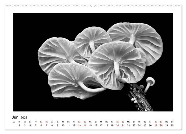 Produktbild: Die grafische Sch&ouml;nheit der Pflanzen &ndash; Schwarz-Wei&szlig; (Wandkalender 2026 DIN A2 quer), CALVENDO Monatskalender