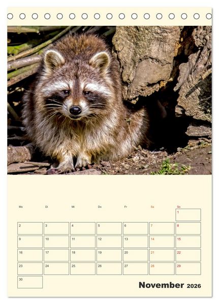 Produktbild: Drolliger Waschb&auml;r (Tischkalender 2026 DIN A5 hoch), CALVENDO Monatskalender