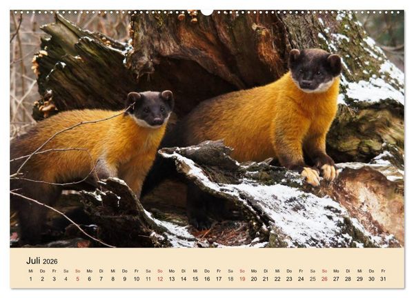 Produktbild: Frettchen und Marder. Frech, witzig, niedlich (Wandkalender 2026 DIN A2 quer), CALVENDO Monatskalender