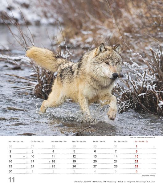Produktbild: Mythos Wolf 2026 - Foto-Kalender - Wand-Kalender - 30x34